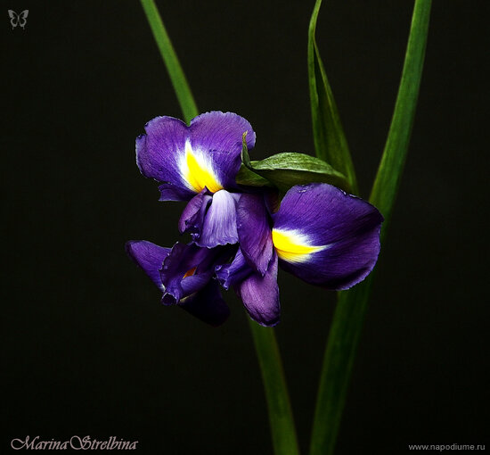Фото Marina Strelbina