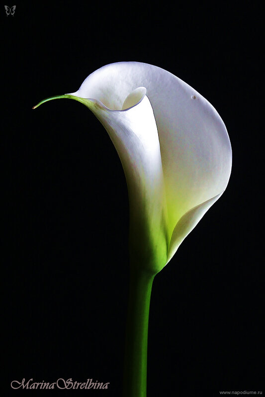 Фото Marina Strelbina