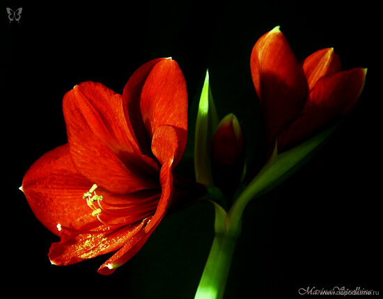 Фото Marina Strelbina