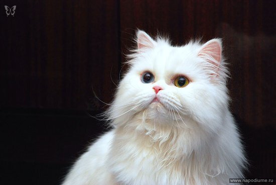 животные,  кошки