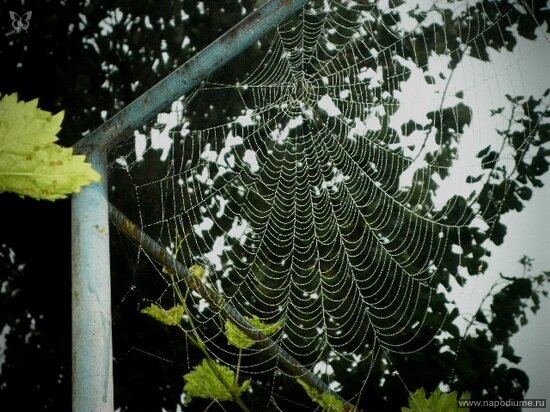 Фото Julia Tofan