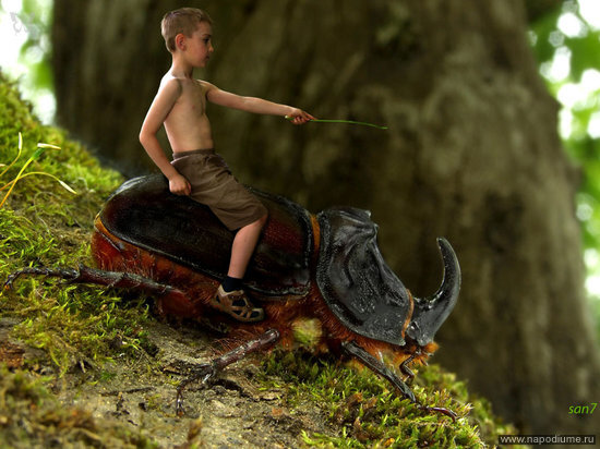 Oryctes,  Nasicornis,  жук,  носорог,  Укрощение,  единорога,  San7