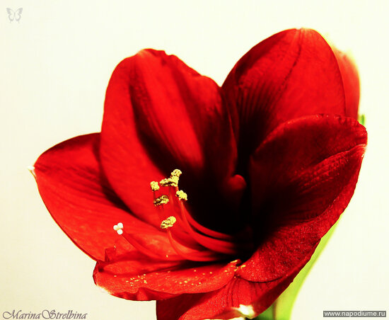 Фото Marina Strelbina