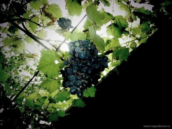 Фото Julia Tofan