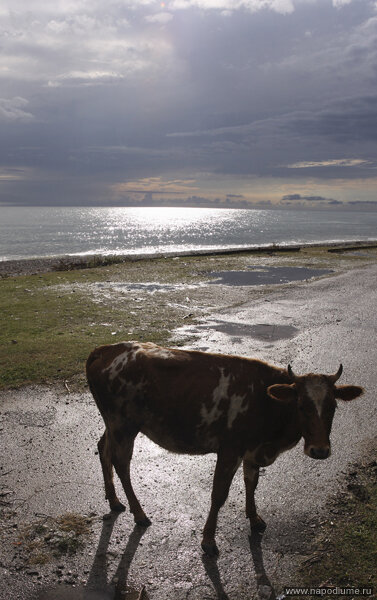 корова на пляже