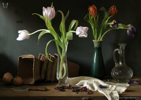 Натюрморт с тюльпанами