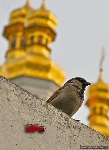 Фото Андрей С.