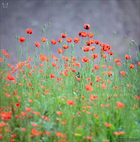 Фото Alexey Rysich