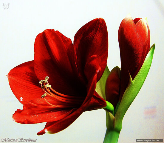 Фото Marina Strelbina