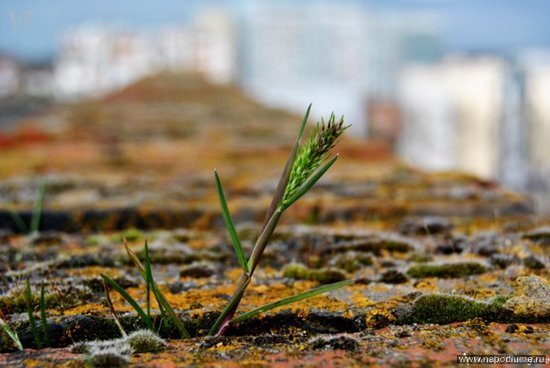 Фото Denis Timofeev