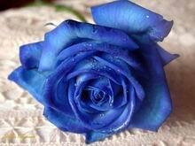 Фото Lope de Vega