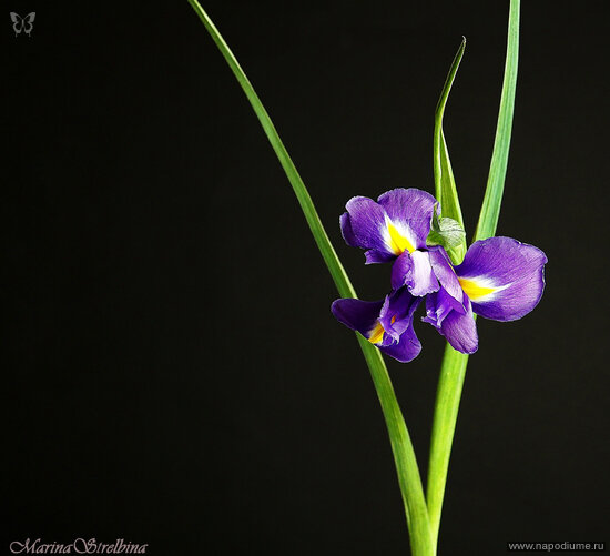 Фото Marina Strelbina