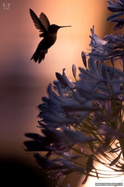 Фото Anzhelika Rotar