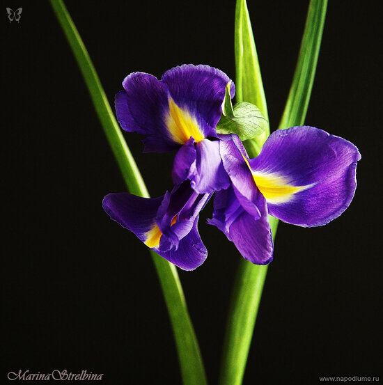 Фото Marina Strelbina
