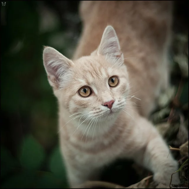 Kristina Osipenko's photo