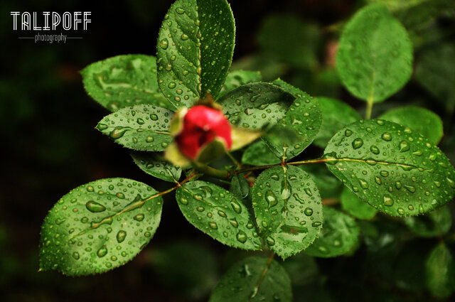 Фото Rustam R.Talipoff Talipoff