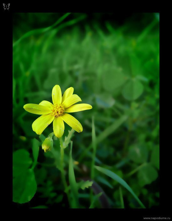 Фото Artyom Dreychuk
