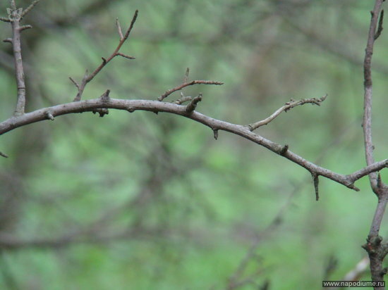 Фото Daria Drida Zhyvchenko