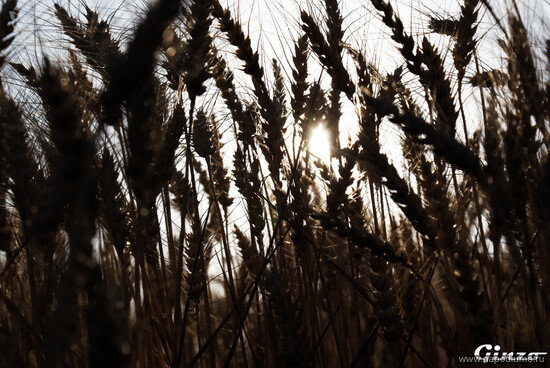 Фото Artyr Ginzo
