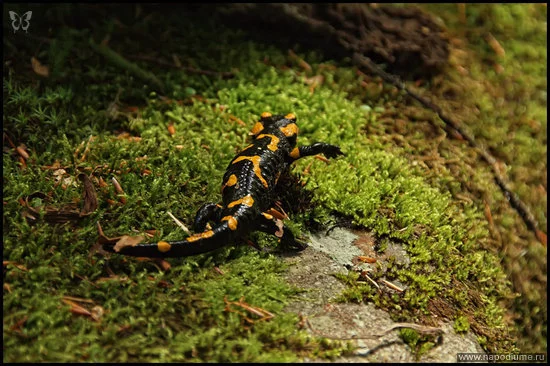 Oleg Kirienko's photo