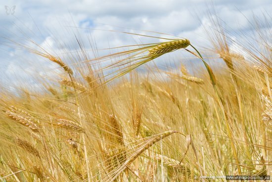 пейзаж,  пшеница,  поле