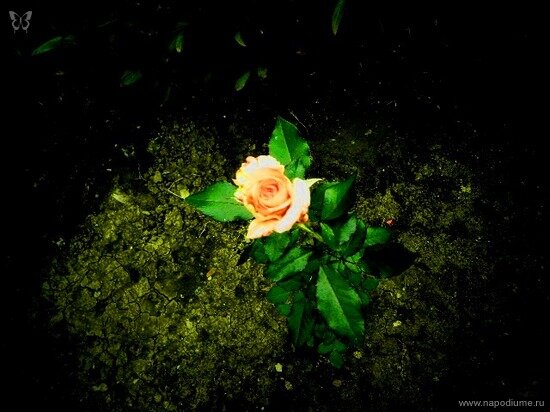 Фото Julia Tofan