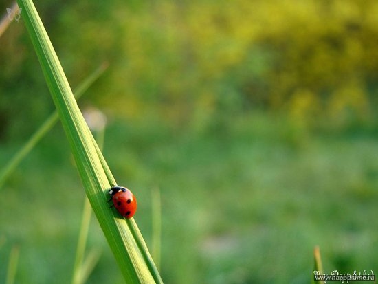 Фото Юлия Ляшок