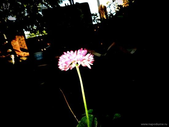 Фото Julia Tofan