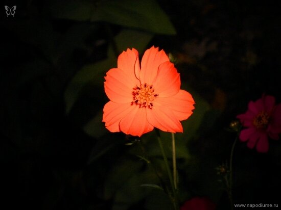 Фото Julia Tofan