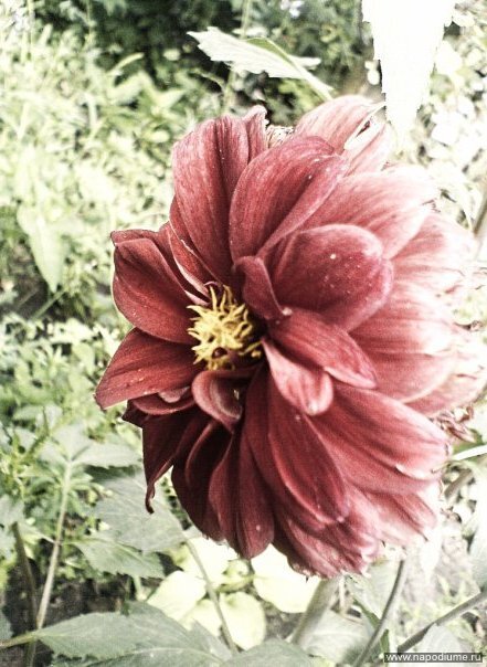 Фото Yulia Mamkeeva