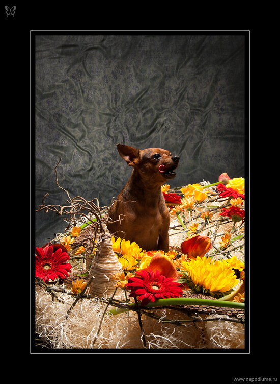 Фото Марат la Flor Антури