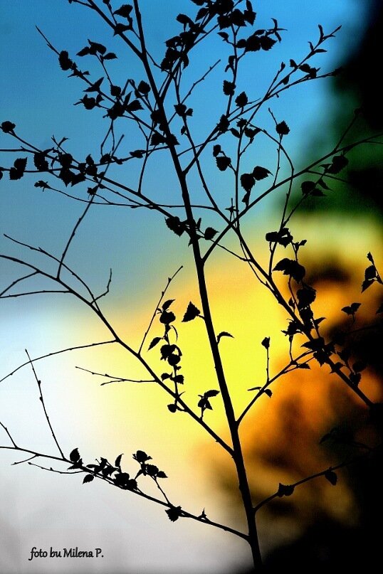 Фото Milena Pershina