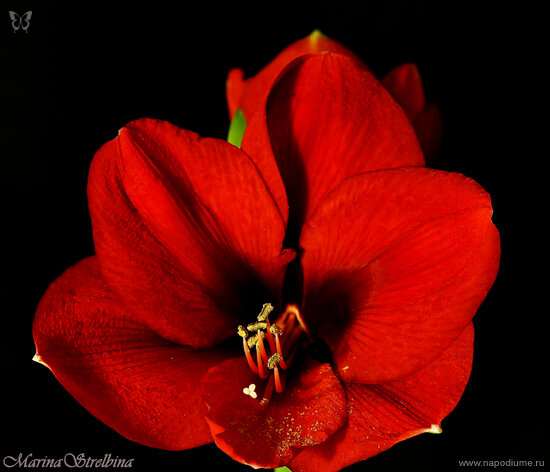 Фото Marina Strelbina