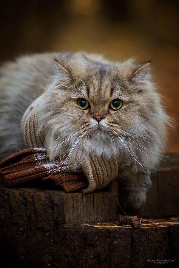 Фото Arina Bogachyova