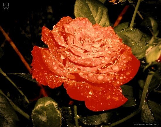 Фото Julia Tofan