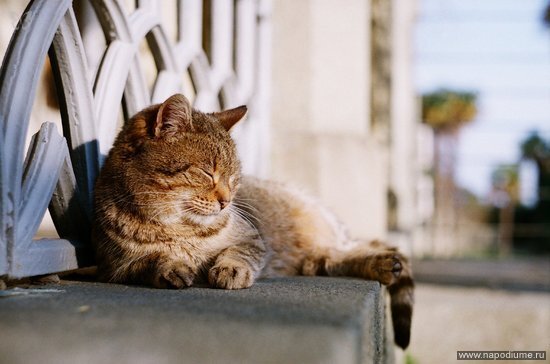 Фото Natasha Struchkova