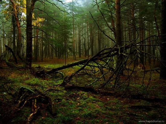 Foto von Dmitrij Maznicenko