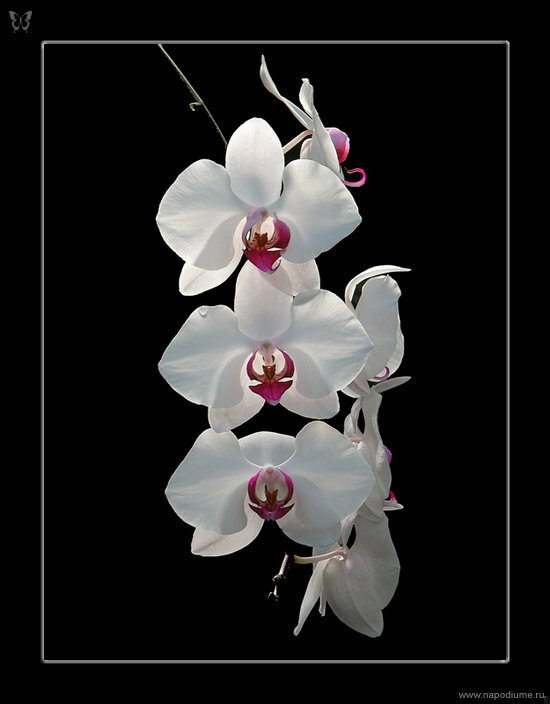 Flower,  Orchid