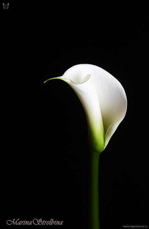 Фото Marina Strelbina