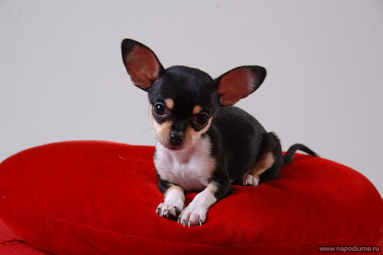 Фото Alexander Kapinos