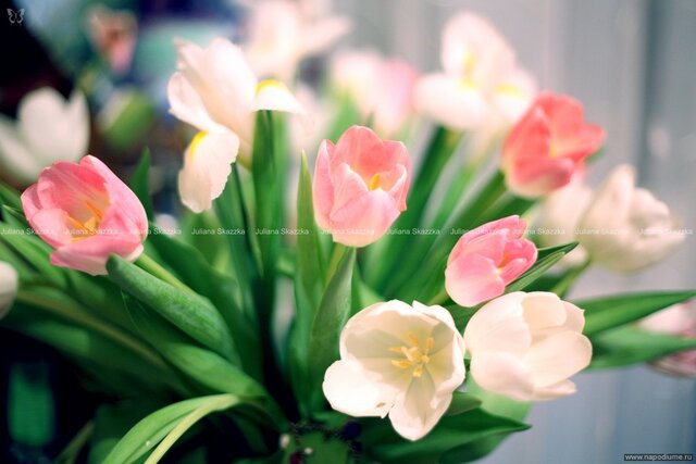 HAPPY SAINT VALENTINE'S DAY