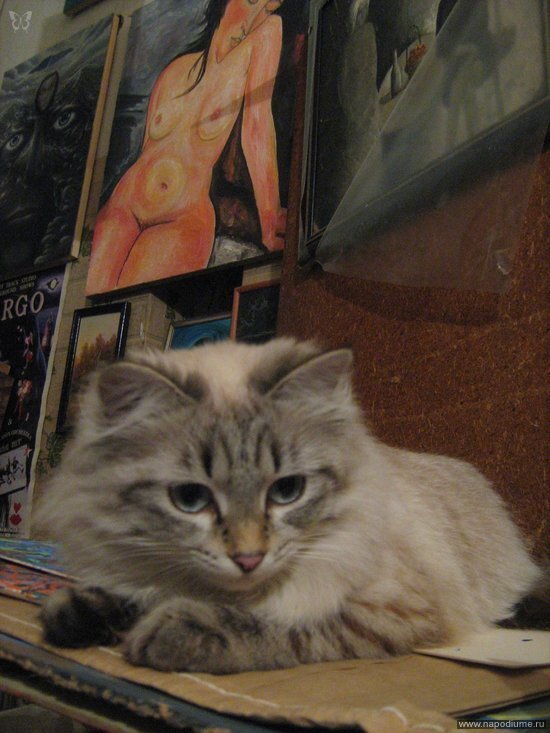 портрет,  кошка,  мастерская