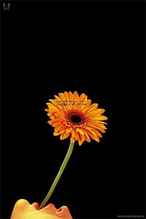 Фото Sergey P. Iron
