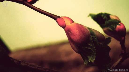 Фото Nataly SmileOnMe _