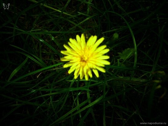 Фото Julia Tofan