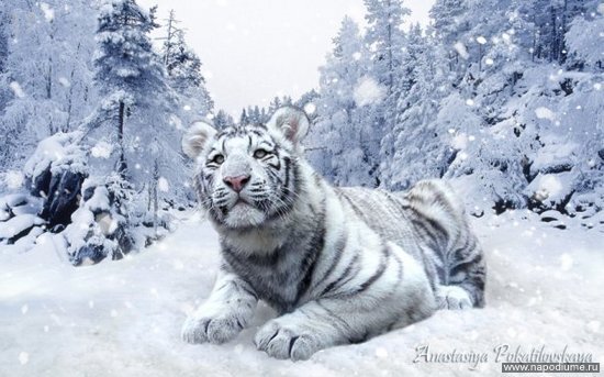 Фото anastasiya pokatilovskaya