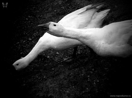 Фото Julia Tofan