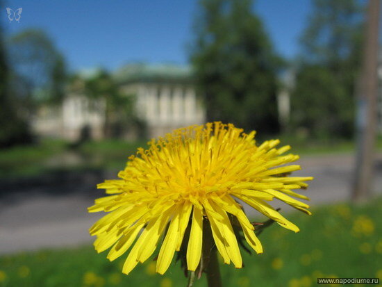 Фото Александр Александрович