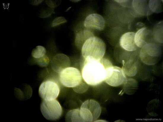 Фото Julia Tofan