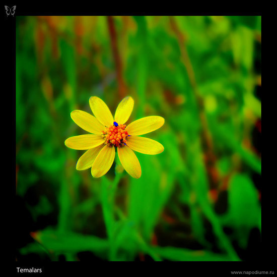 Фото Artyom Dreychuk
